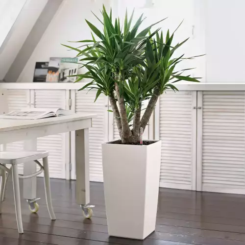 Jukka w białej donicy Cubico Color 30/30/56