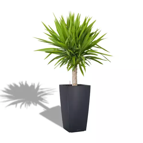 Jukka w szarej donicy Lechuza CUBICO Color 30/30/56