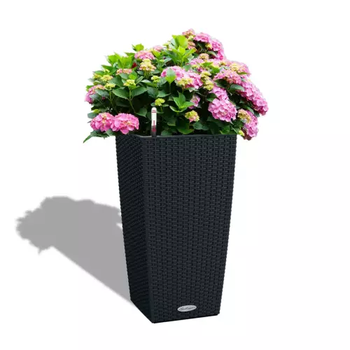 Hortensje w grafitowej donicy Cubico Cottage 40