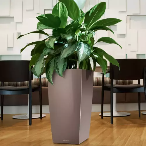 Calathea w donicy Lechuza CUBICO Premium 40 taupe