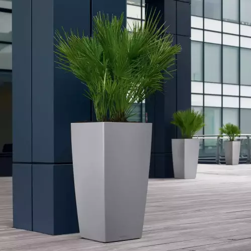 Palma w srebrnej donicy Lechuza CUBICO Premium 50