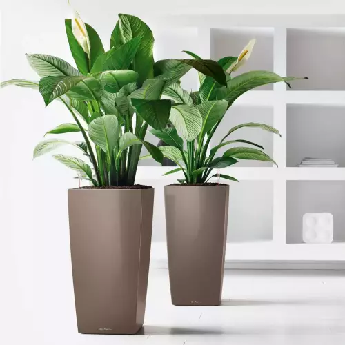 Skrzydłokwiaty w donicach Lechuza CUBICO Premium 50 taupe
