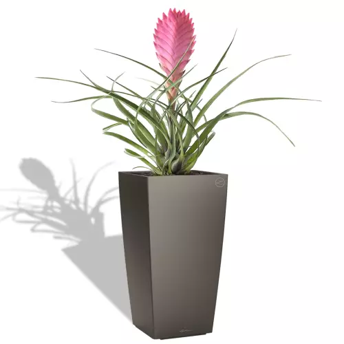Bromelia w antracytowej donicy Cubico Premium 22