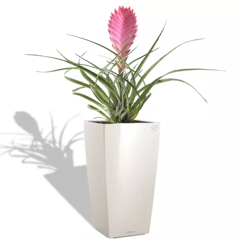 Bromelia w białej donicy Cubico Premium 22