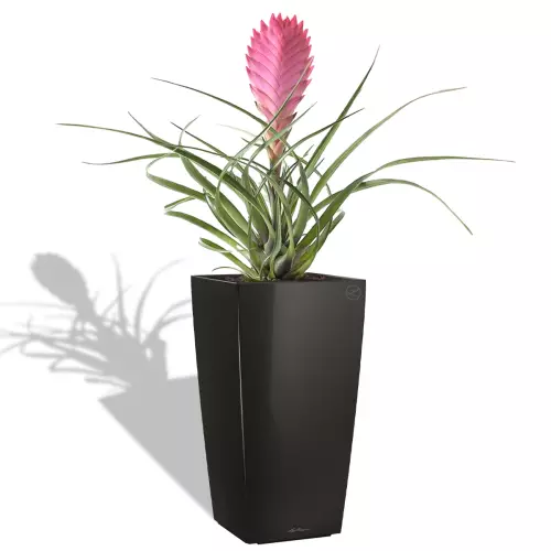 Bromelia w czarnej donicy Cubico Premium 22