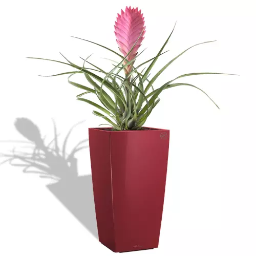 Bromelia w czerwonej donicy Cubico Premium 22