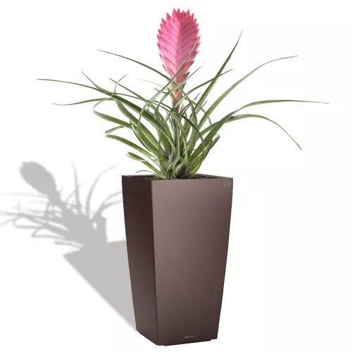 Bromelia w brązowej donicy Cubico Premium 22