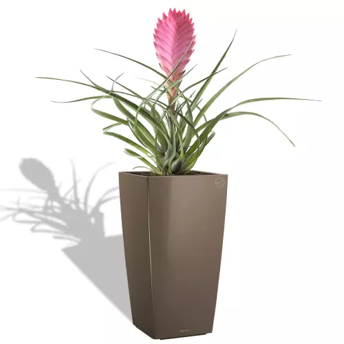 Bromelia w donicy Cubico Premium 22 taupe
