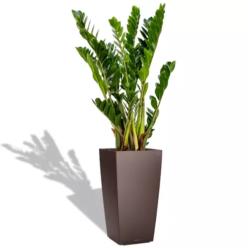 Zamioculcas w brązowej donicy Cubico Premium 30