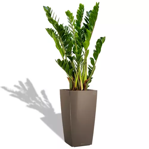 Zamioculcas w donicy Cubico Premium 30 Taupe