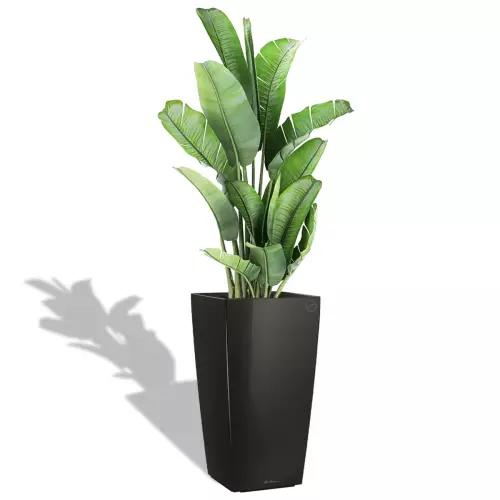 Banan w czarnej donicy Cubico Premium 40