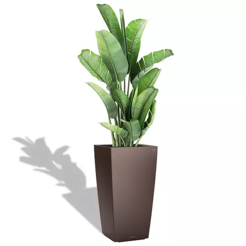 Banan w brązowej donicy Cubico Premium 40