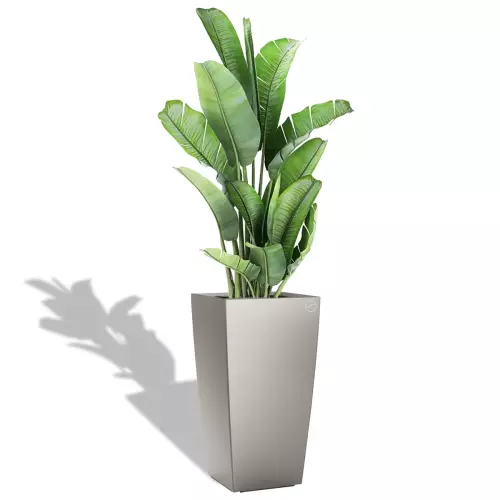 Banan w srebrnej donicy Cubico Premium 40