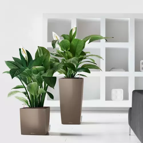 Donice Lechuza z serii Premium w kolorze taupe