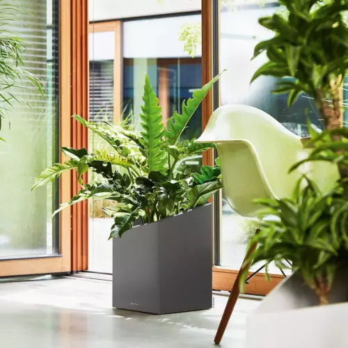 Filodendron w antracytowej donica Lechuza Cursivo