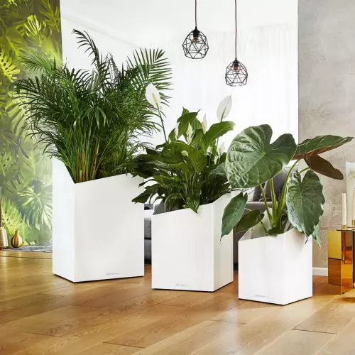 Kompozycja donic Lechuza Cursivo 30, 40 i 50 w kolorze białym