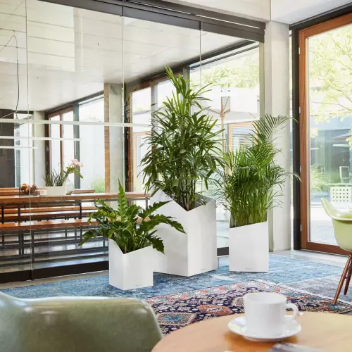 Kompozycja donic Lechuza Cursivo 30, 40 i 50 w kolorze białym