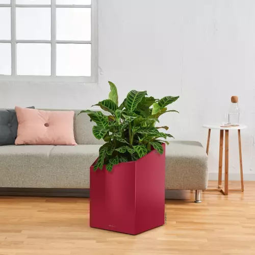 Maranta w donica Lechuza Cursivo w kolorze czerwony połysk