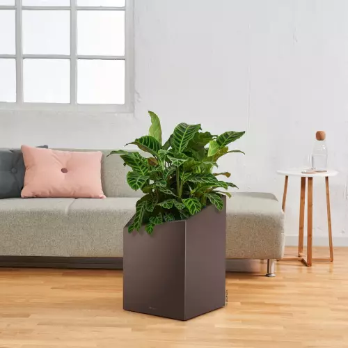 Maranta w donica Lechuza Cursivo w kolorze espresso