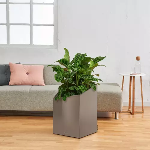 Maranta w donica Lechuza Cursivo w kolorze taupe połysk