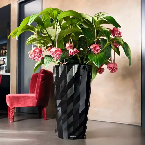 Medinilla wspaniała w czarnej donicy Lechuza DIAMANTE