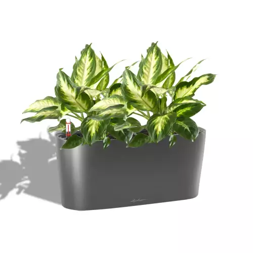 Difenbachia w antracytowej donicy Lechuza Delta 20