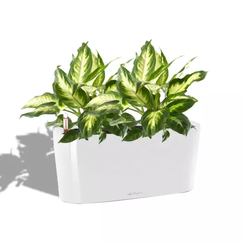 Difenbachia w białej donicy Lechuza Delta 20