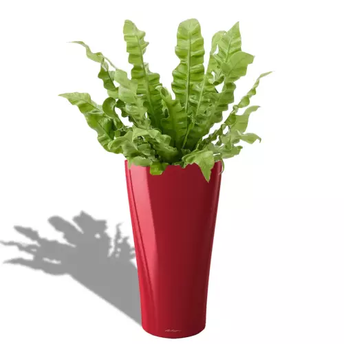 Asplenium w czerwonej donicy Lechuza Delta Premium 30