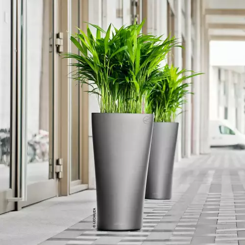 Młoda Areca w antracytowej donicy Delta