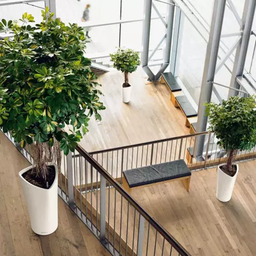 Szeflera drzewkowata w białej donicy Delta - kompozycja na kilku poziomach