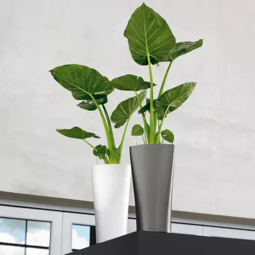 Alokazja w antracytowej i białej donicy Delta