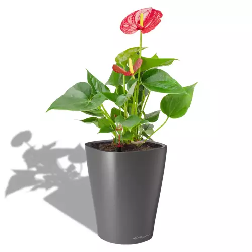 Anthurium w antracytowej donicy Lechuza Deltini