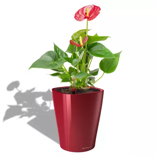 Anthurium w czerwonej donicy Lechuza Deltini