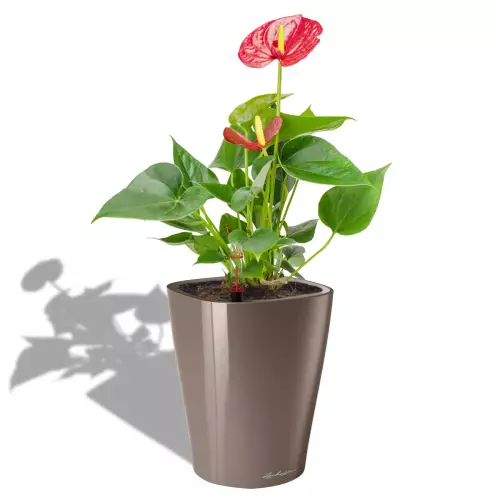 Anthurium w donicy Lechuza Deltini taupe
