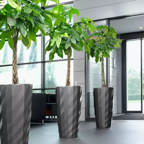 Pachiry w antracytowych donicach DIAMANTE w holu biurowca
