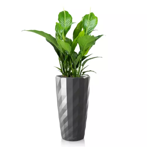 Skrzydłokwiat w antracytowej donicy Lechuza DIAMANTE