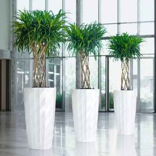 Zaplatane draceny w białych donicach Lechuza DIAMANTE