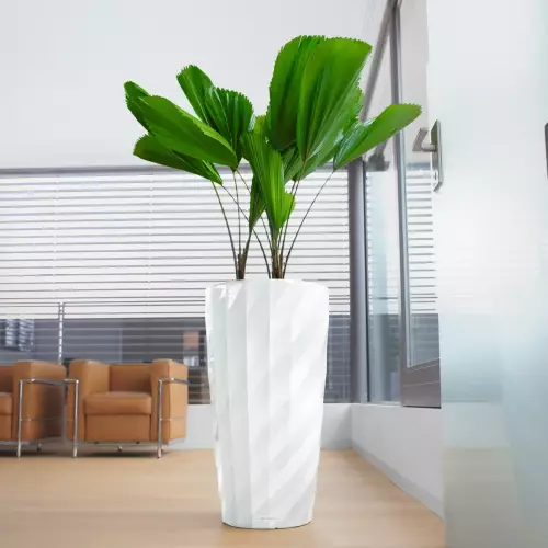 Licuala (wachlarzownica) w białej donicy DIAMANTE