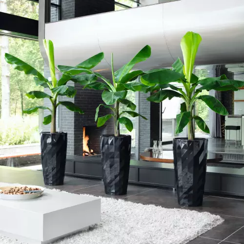 Bananowce w czarnych donicach Lechuza DIAMANTE w salonie