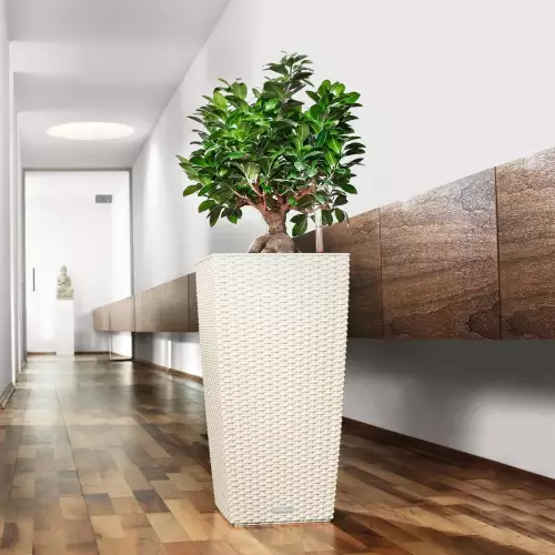 Ficus bonsai w białej donicy Lechuza Cubico Cottage 30