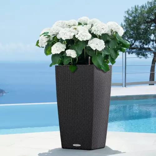 Hortensje w granitowej donicy Lechuza Cubico Cottage 30