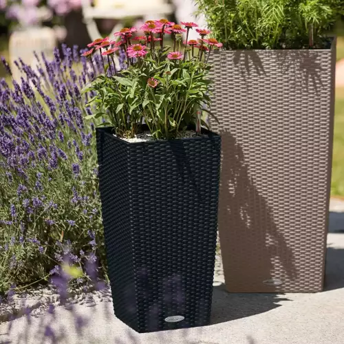 Kwiaty w grafitowej donicy Lechuza Cubico Cottage 30