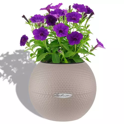 Petunia w brązowej donicy Lechuza Puro Color 20