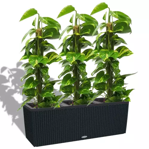 Scindapsus aureum w grafitowej donicy Trio Cottage 30