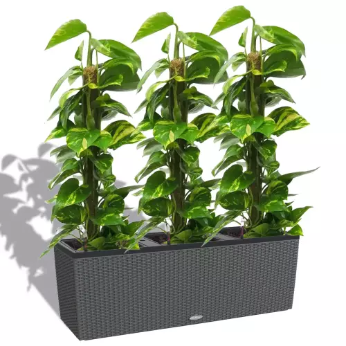 Scindapsus Aureum w granitowej donicy Lechuza Trio Cottage 30