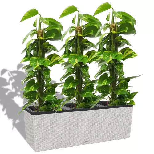 Scindapsus aureum w szarej donicy Trio Cottage 30