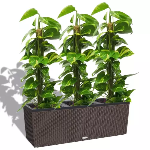 Scindapsus aureum w donicy Trio Cottage 30 mokka