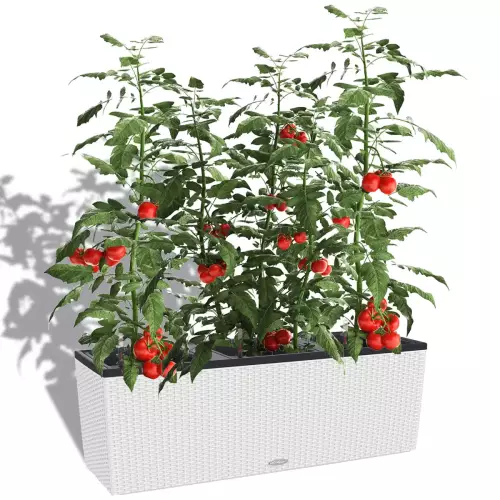 Pomidory w białej donicy Trio Cottage 40