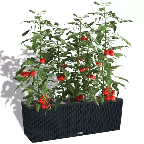 Pomidory w czarnej donicy Trio Cottage 40