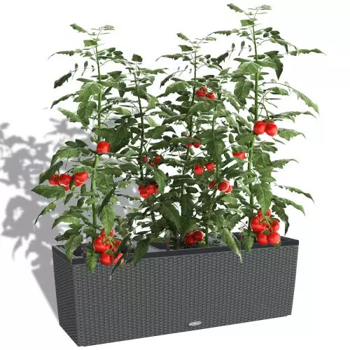 Pomidory w granitowej donicy Trio Cottage 40